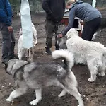 At Huskies Farm Holiday home Inari
