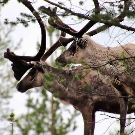 At Huskies Farm * Inari
