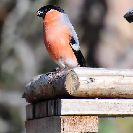 Loma-asunnot At Huskies Farm *