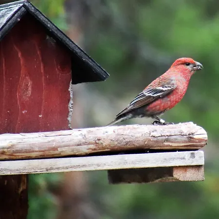 Loma-asunnot At Huskies Farm *