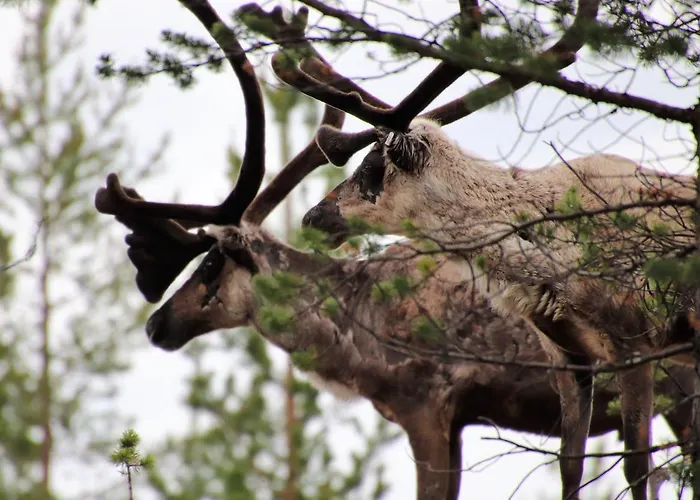 At Huskies Farm * Inari