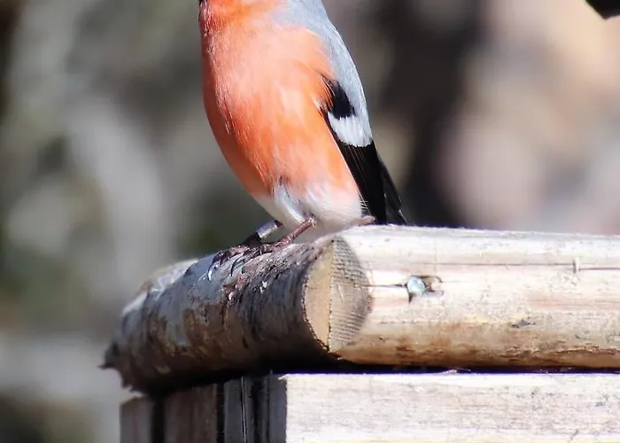 Tatil Evi At Huskies Farm *