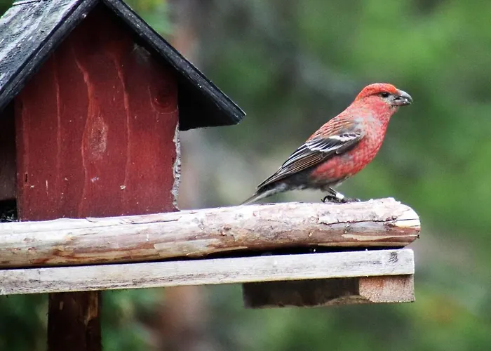 Tatil Evi At Huskies Farm *