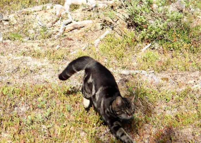 度假居 At Huskies Farm 伊纳利